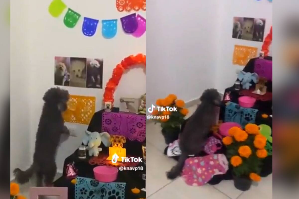 VÍDEO: perrito se conmueve al ver el altar de muertos que le hicieron a su mamá