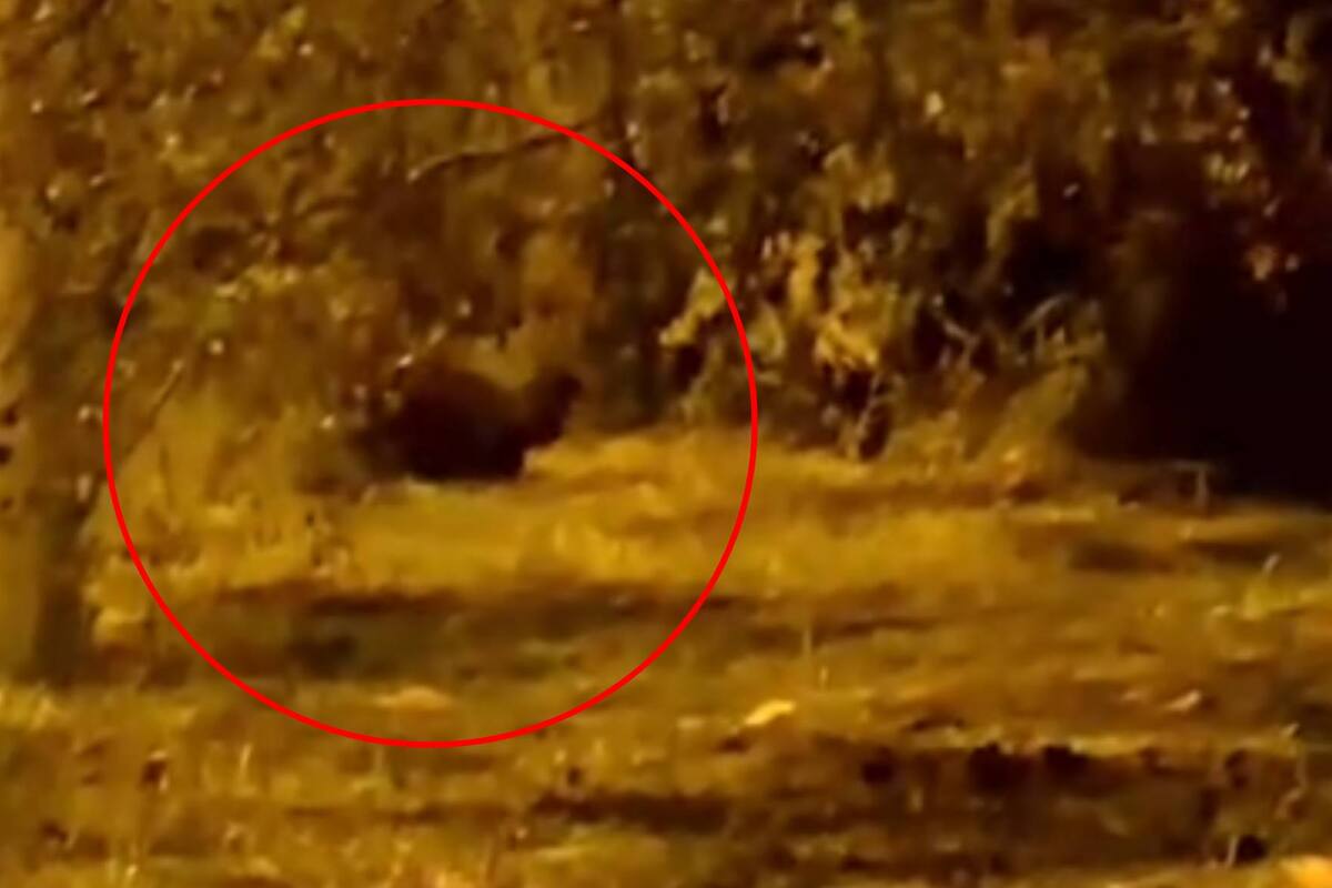 VIDEO: Graban a un posible duende en Colombia