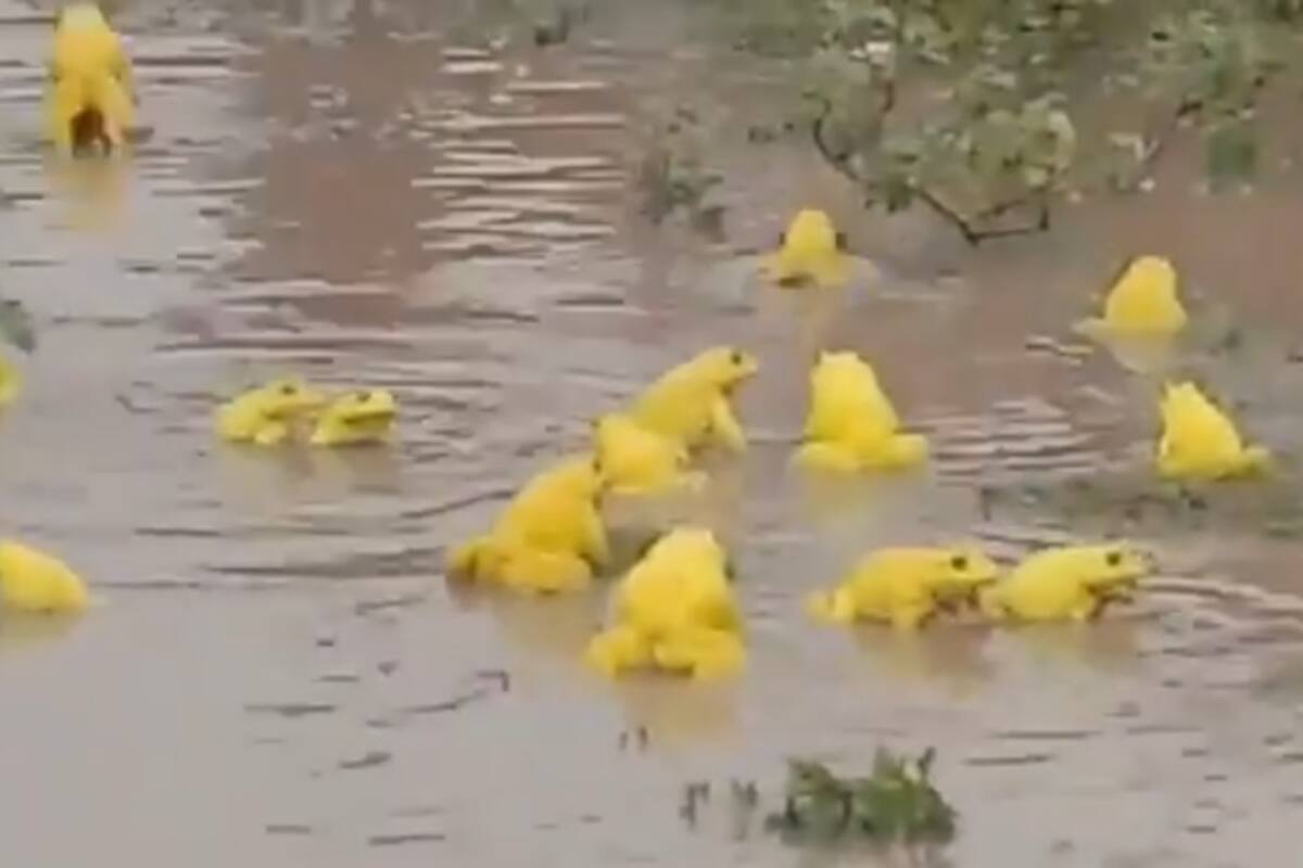 Video de ranas amarillas se hace viral tras sorprender a internautas