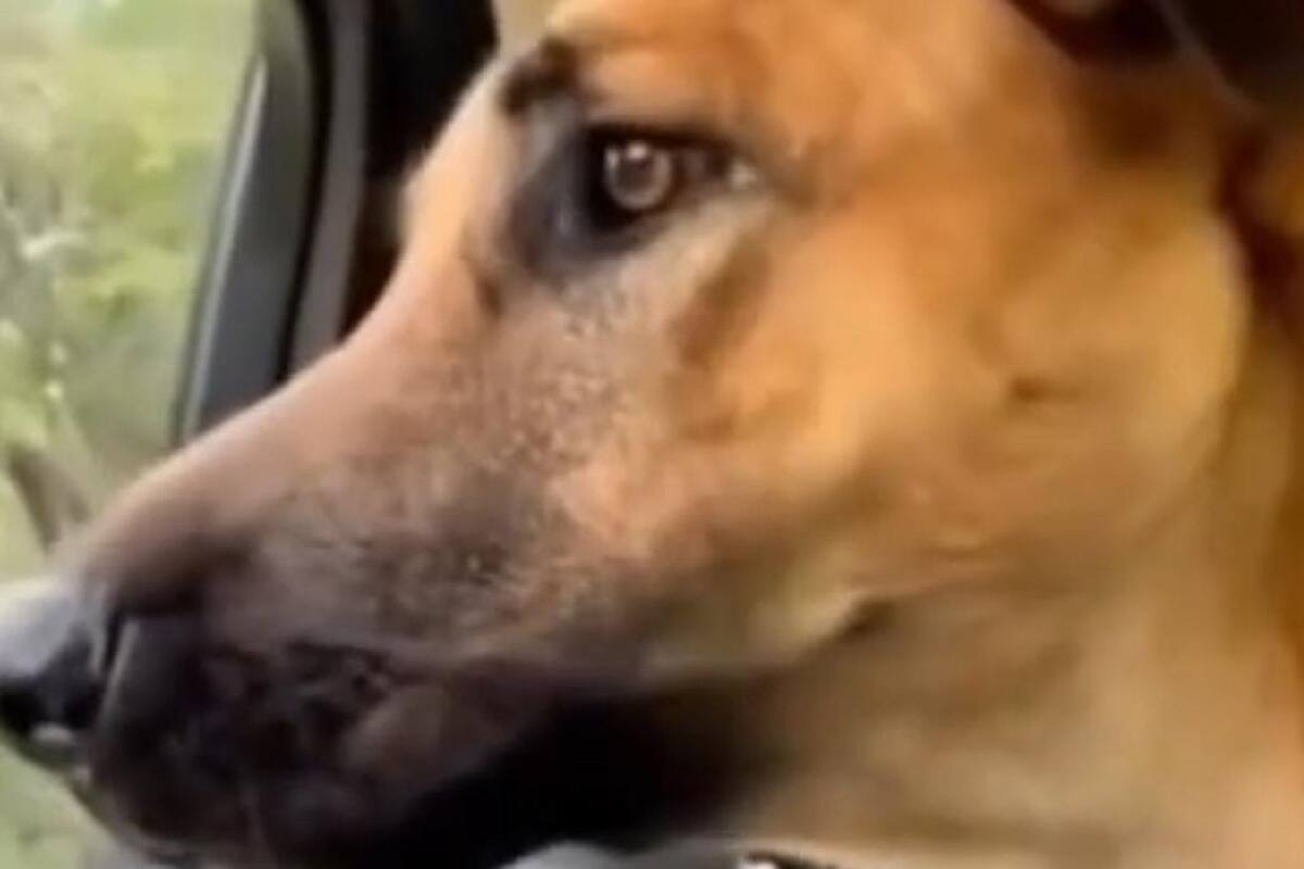 Perrito se vuelve viral por su reacción al ver a una leona: “Parece que ladras como que no quieres que te escuchen”