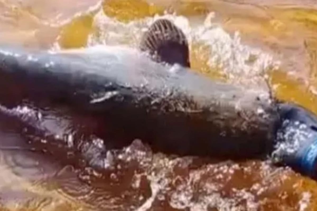 VIDEO VIRAL: Hombre recibe mordida de pez gato y le termina quitando su chancla