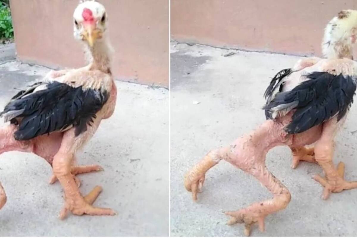 Pollo de cuatro patas se hizo viral por su extraña mutación: VIRAL