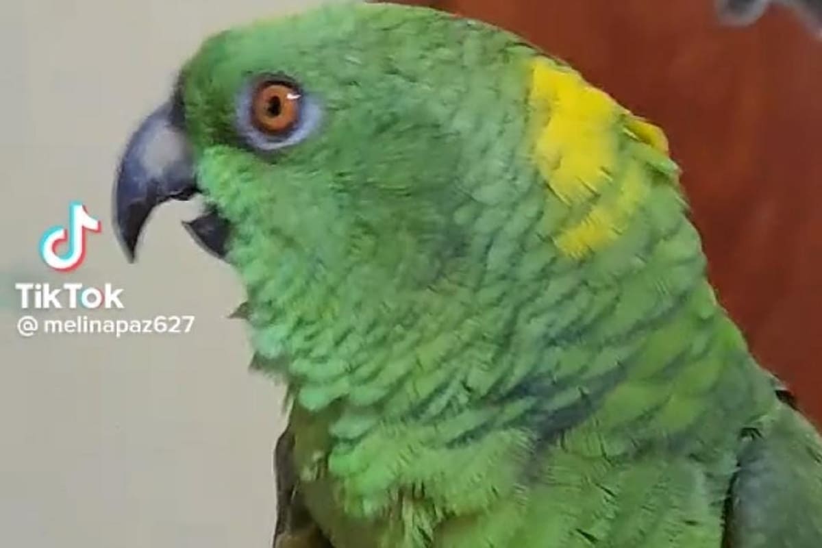 Perico se vuelve viral en TikTok al cantar “La puerta negra”