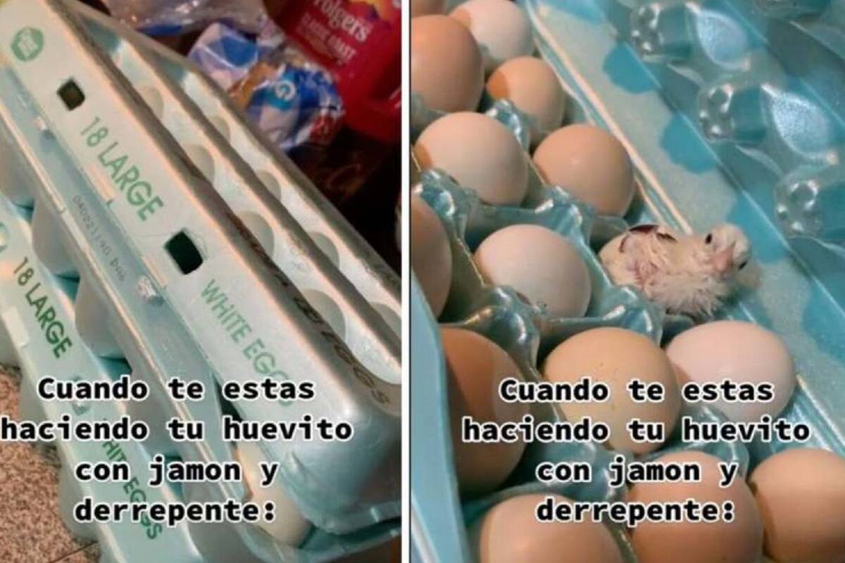 VIRAL: Encuentran un pollito vivo en cartera de huevos