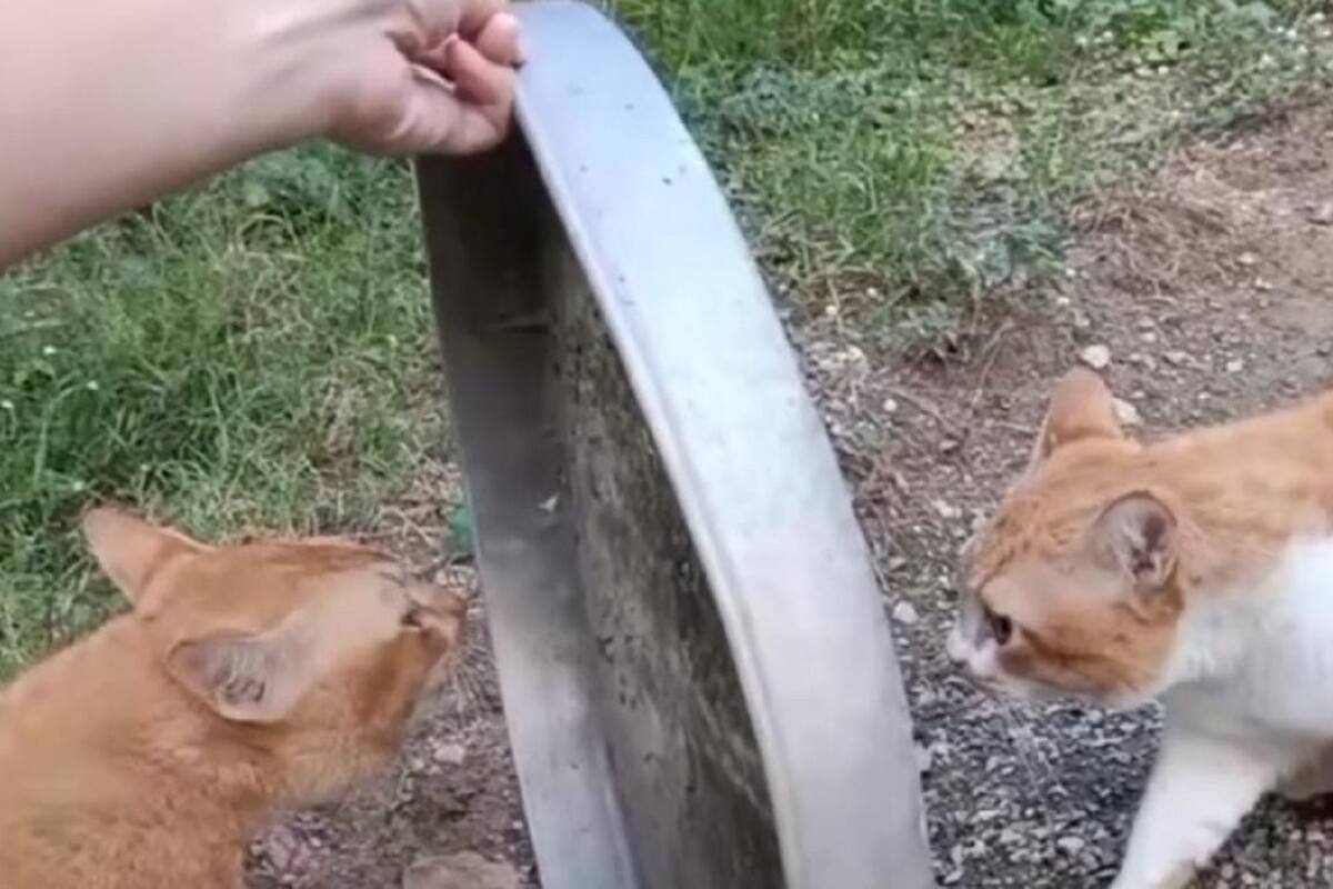 VIDEO VIRAL: Gatitos dejan de pelear solo por una tapadera