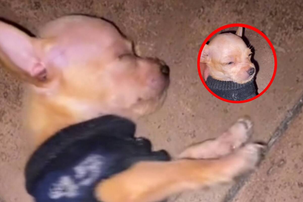 Cachorro actor le hace creer a su dueño que estaba muerto
