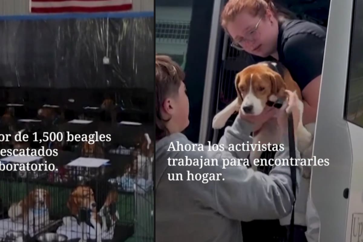 Más de 1,500 perros beagle fueron confinados para pruebas científicas; activistas logran liberarlos y las imágenes emocionan en redes