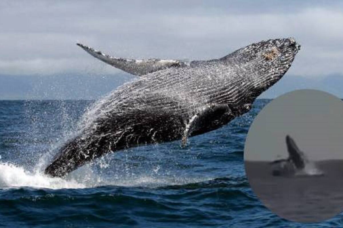 Ballena salta y cae sobre embarcación en Topolobampo