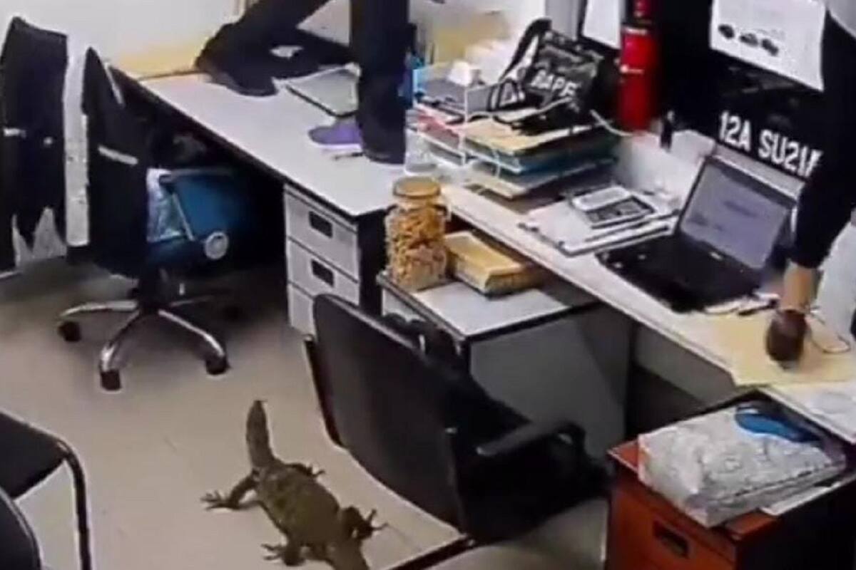 VIDEO VIRAL: reptil se mete a una oficina y asusta a los empleados