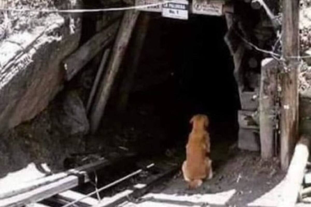 “Cuchufleto”, el perrito que espera a su dueño fallecido en la mina que colapsó en Coahuila