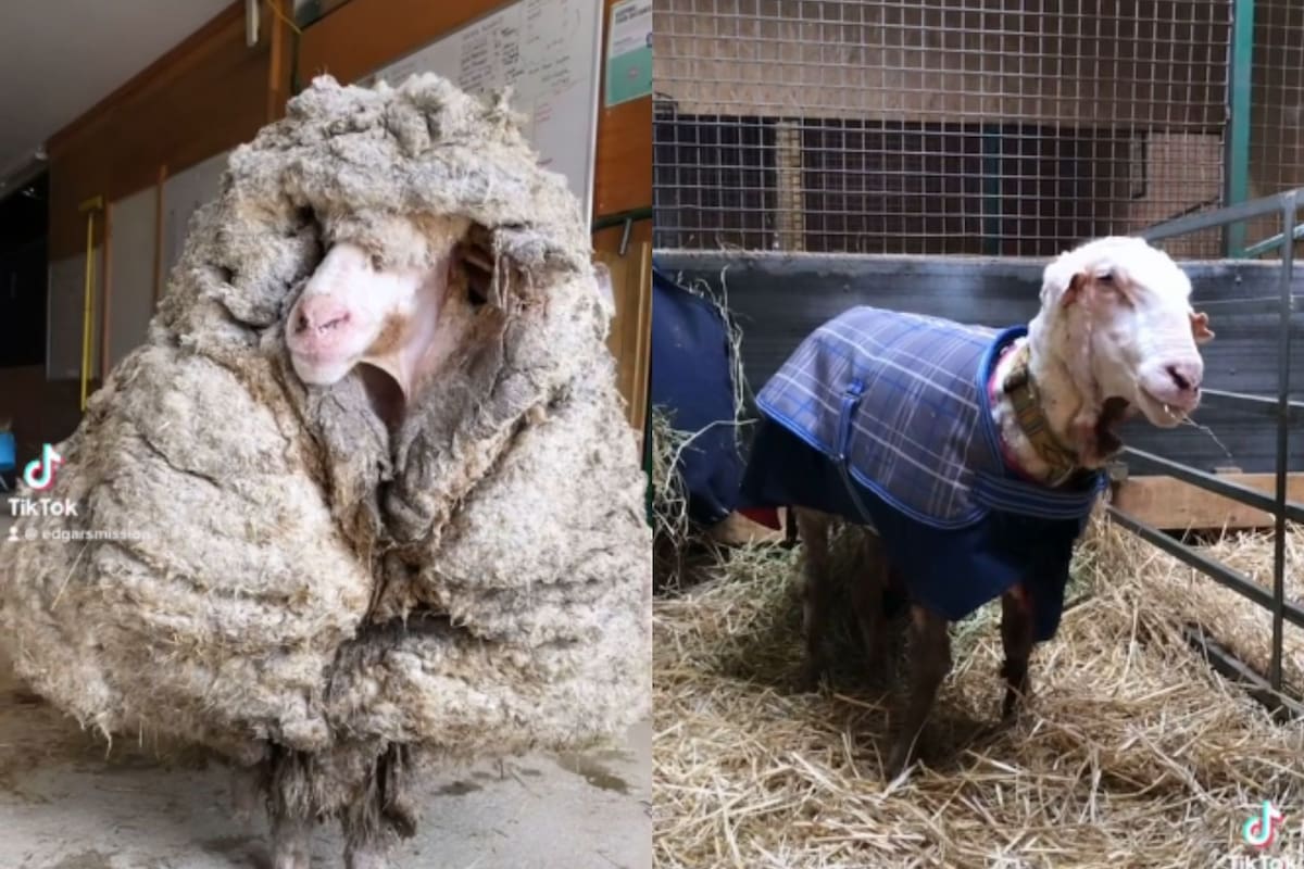 VIDEO: ¡Impactante! Le salvan la vida a oveja con más de 35 kilos de lana