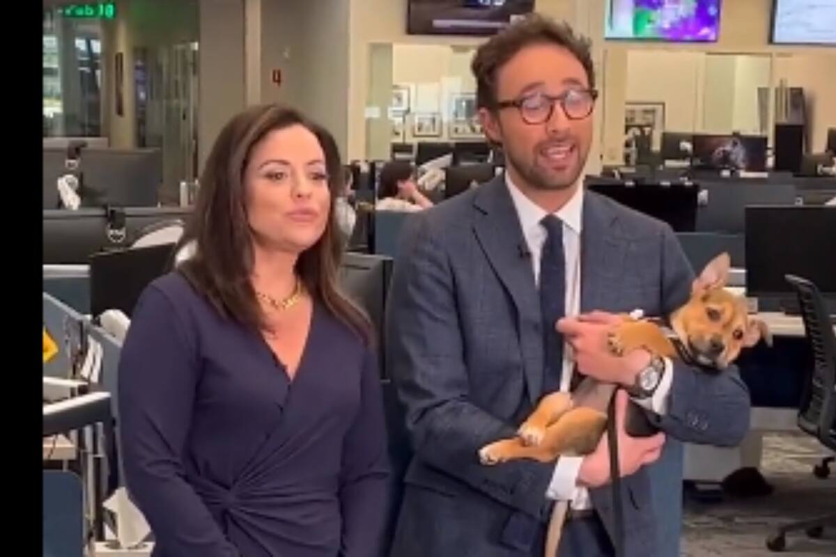 Viral: Perrito se queda dormido en plena transmisión en vivo de un programa