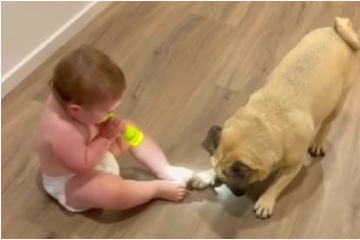 Un hermoso bebé y un curioso perrito pug llenaron de ternura las redes sociales