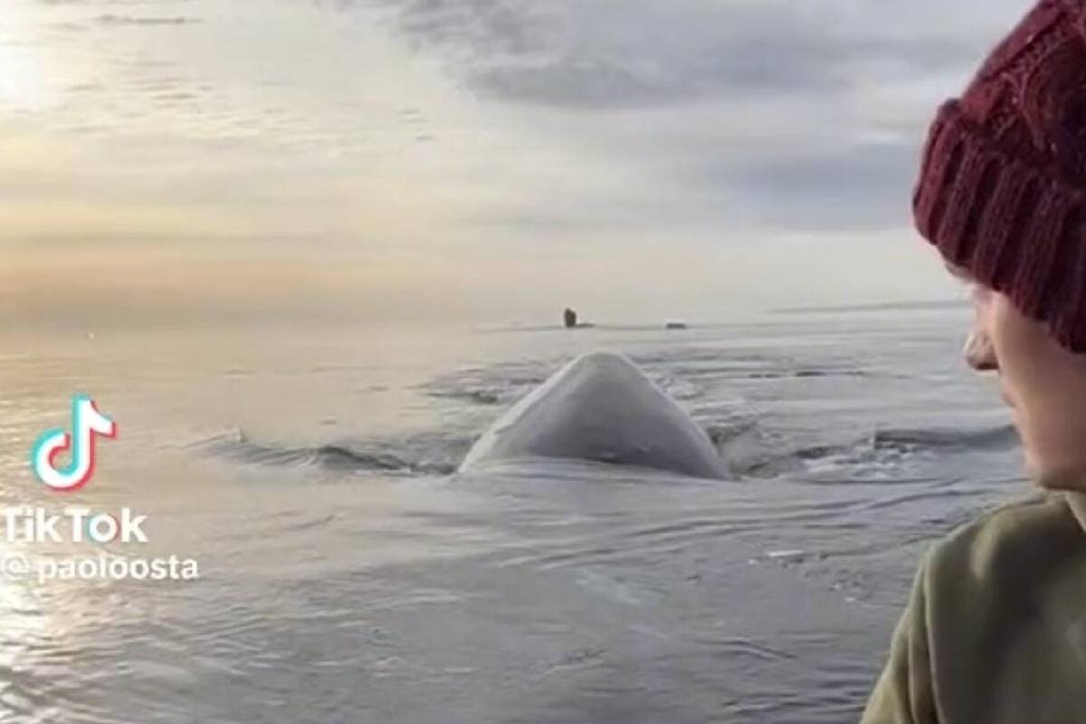 Pareja es sorprendida por ballenas mientras se encontraban en su kayak