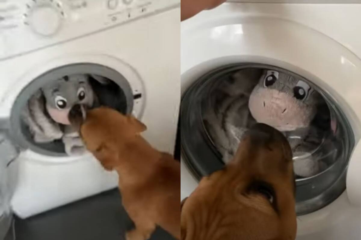 Reacción de perrito al ver su peluche favorito en lavadora se vuelve viral