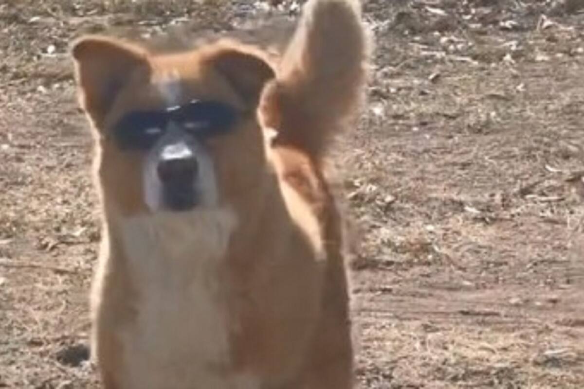 VIDEO VIRAL: Captan a perrito con lentes caminado con estilo en las calles de Sonora