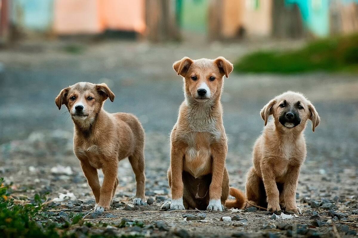 Monje budista ha rescatado a 8 mil perros callejeros de las calles de Shanghai