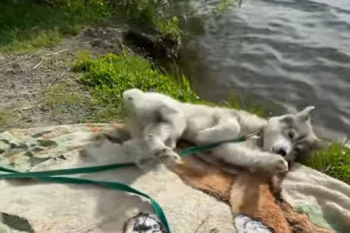 VIDEO VIRAL: Perrito se resbala al estirarse y termina rodando hasta el agua