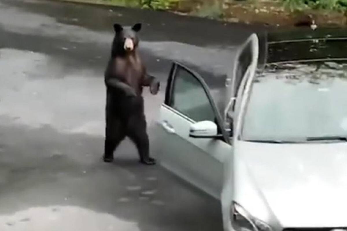 TikTok: Familia asusta a oso para que no se suba a su carro