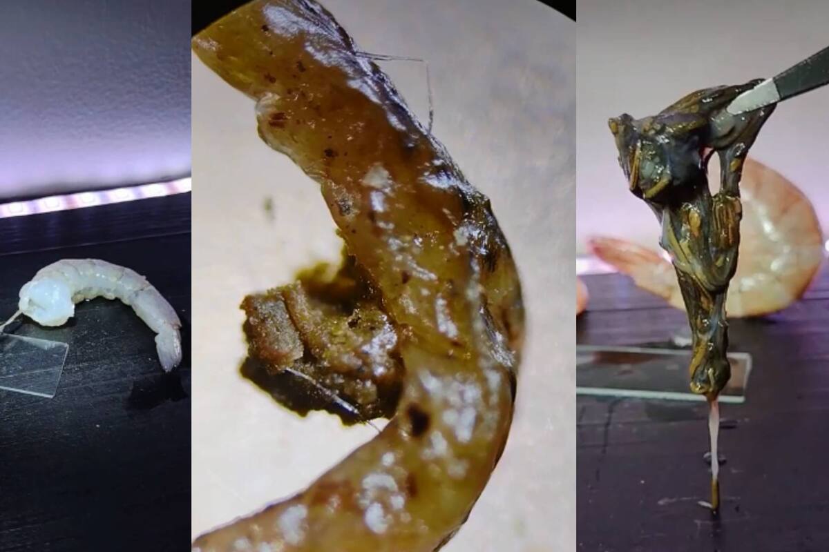 ¿La "vena" negra de los camarones tiene excremento?