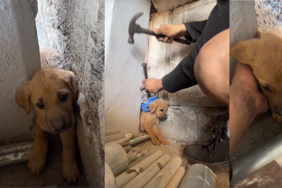 VIRAL: Joven rescata a cachorro atrapado entre una pared, “¿cómo te metiste ahí?”
