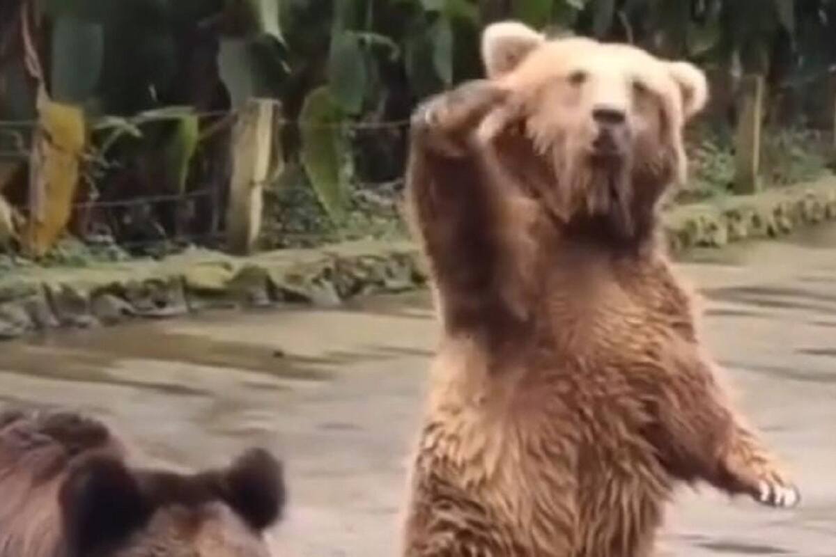 VIDEO VIRAL: Así reaccionó este oso al ver que no le daban comida