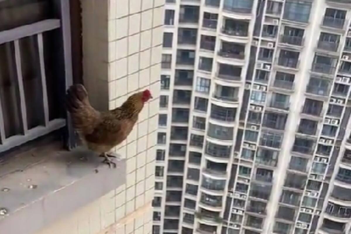 Gallina Voladora sorprende a usuarios de redes