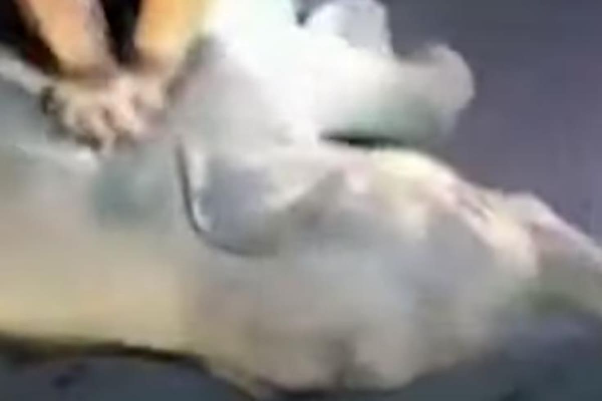 VIDEO: El momento en el que un socorrista resucita a cría de elefante