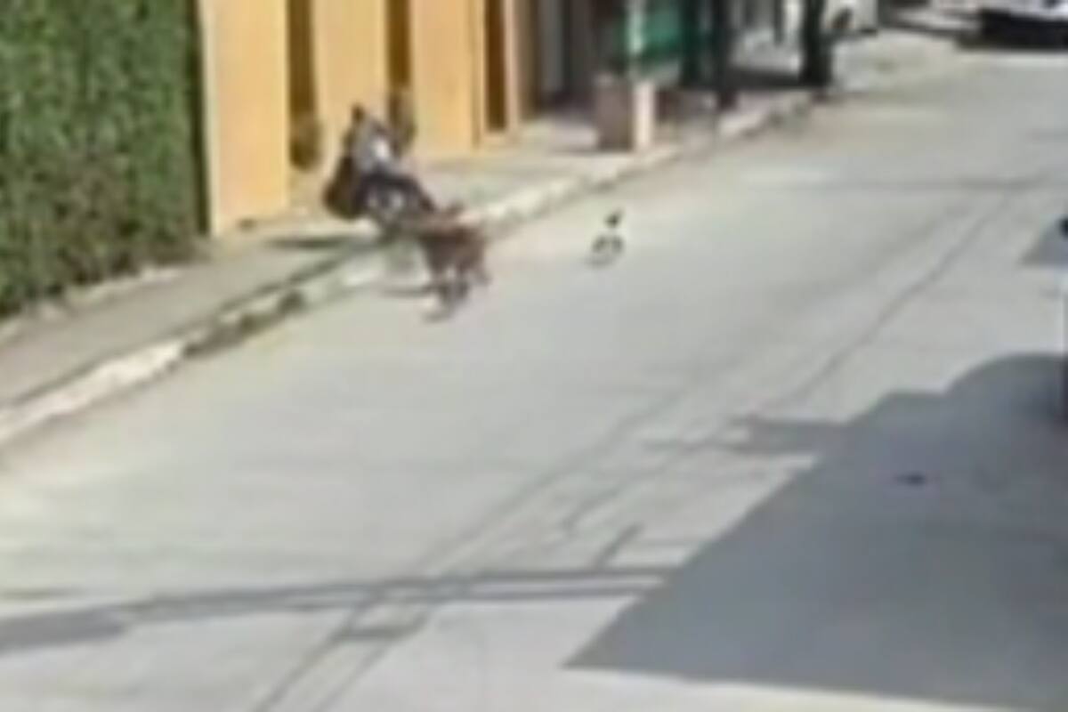 TikTok: Perritos persiguen a bicicletero y termina en el suelo, usuarios reaccionan al video