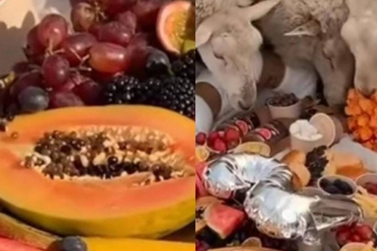 VIDEO VIRAL: Hacen increíble pícnic y se lo terminan comiendo unas ovejas