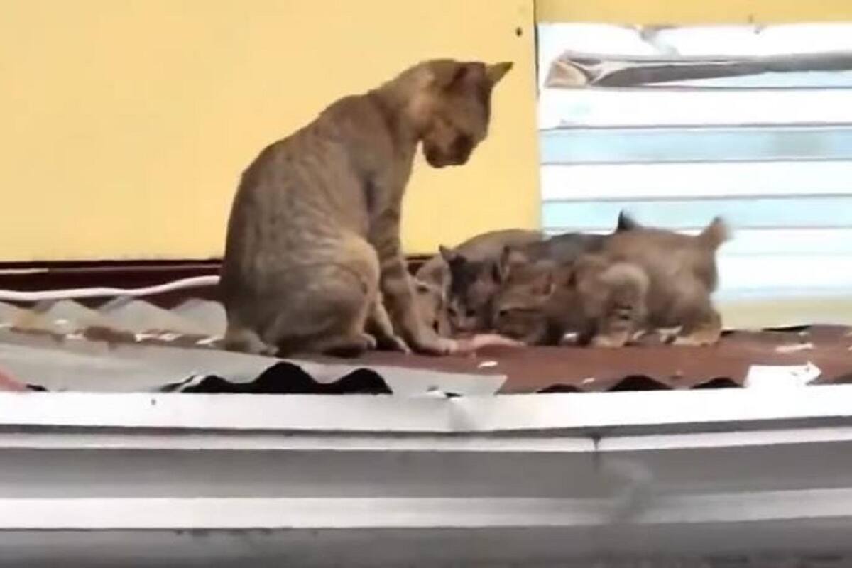 Joven le da un pedazo de pescado a una gatita y se lo lleva a sus crías