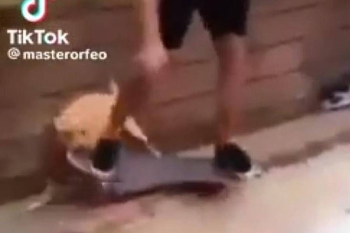 TikTok: Perrito le quita su patineta a skater en plena acrobacia
