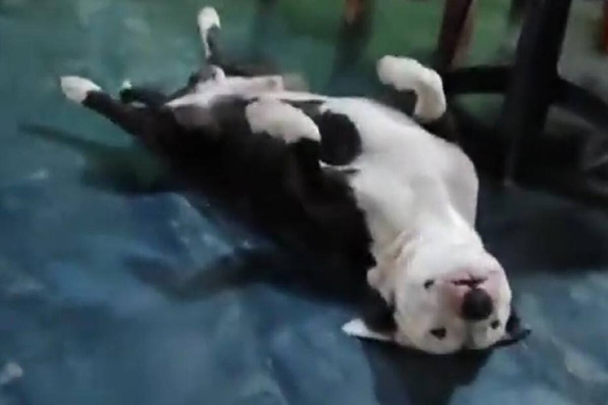 VIDEO VIRAL: Perrito “finge desmayo” para que le den comida