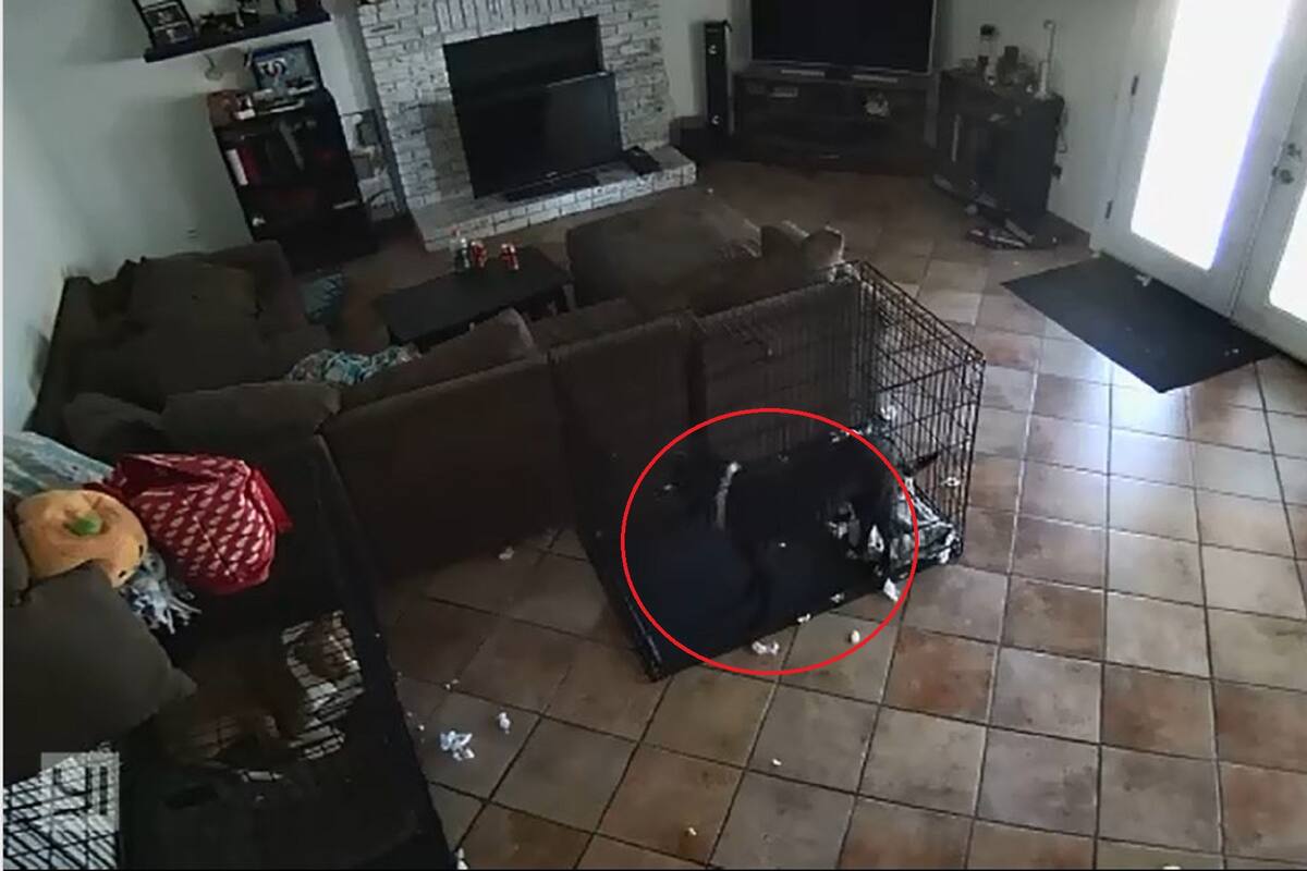 VIDEO VIRAL: ¡Qué miedo! Fantasma le quita collar a perrito enjaulado