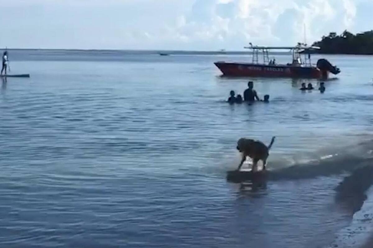 Perrito se vuelve viral luego de demostrar sus grandes habilidades para surfear