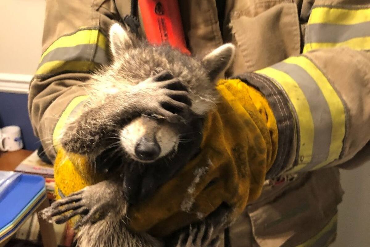 Bomberos atrapan a mapache robando comida y se tapa la cara de la vergüenza