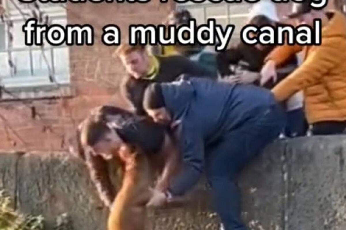 TikTok: Estudiantes rescatan a perrito que se cayó en un canal