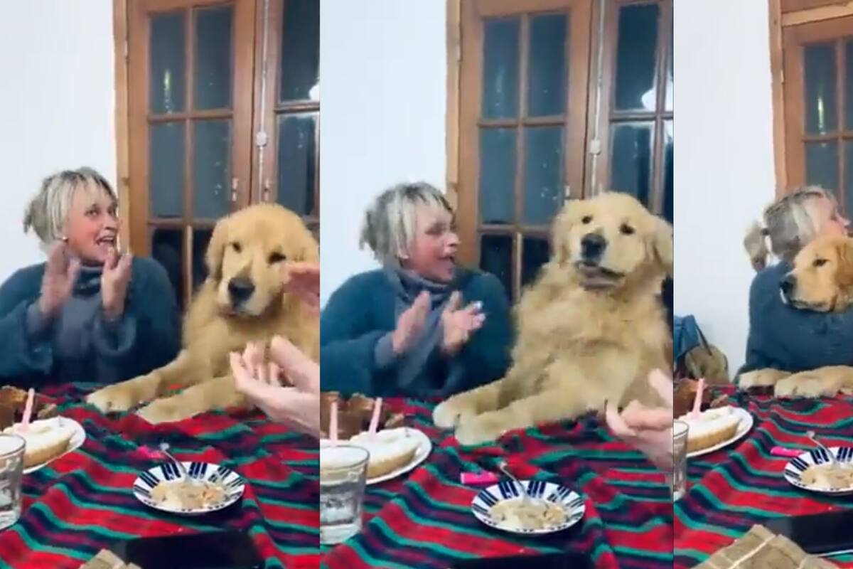 Perrito enternece a cibernautas con su reacción al cantarle “Cumpleaños Feliz”