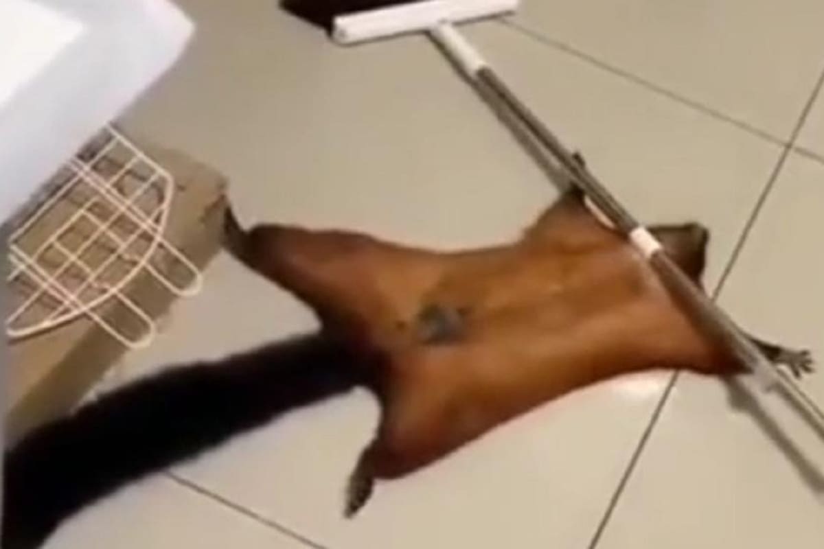 Ardilla se vuelve viral en TikTok al fingir su muerte