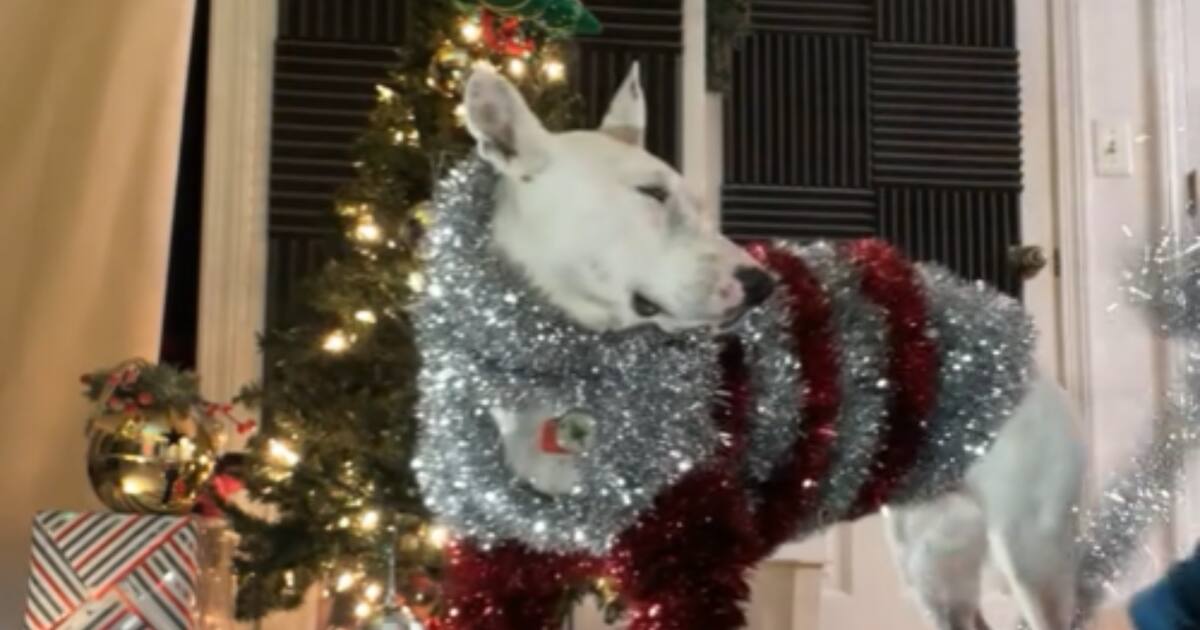 VIDEO VIRAL: Perrito con atuendo navideño la rompe en redes sociales