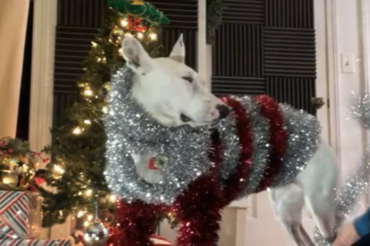 VIDEO VIRAL: Perrito con atuendo navideño la rompe en redes sociales