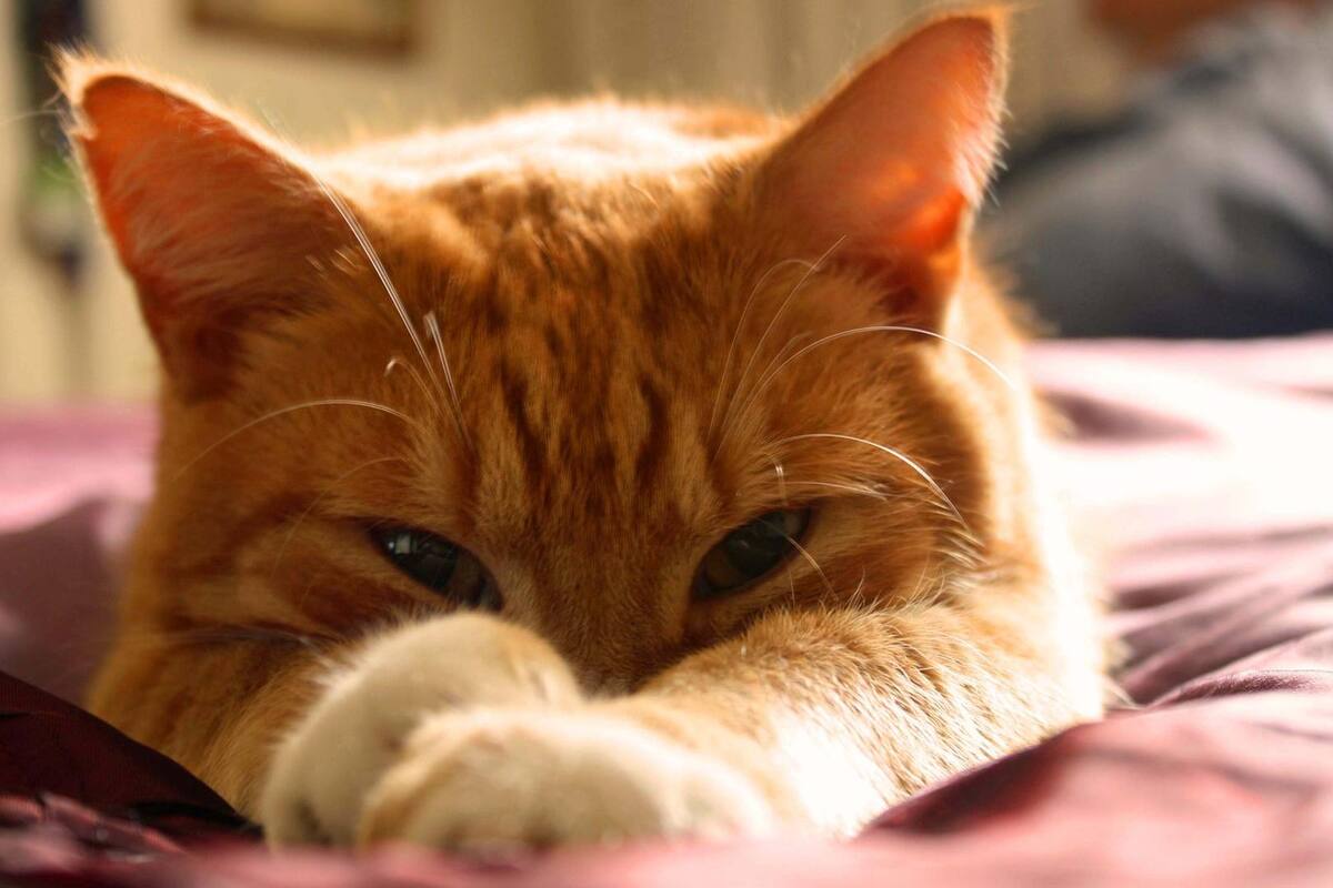 Gato se escapa de su nueva casa para volver con sus antiguos dueños