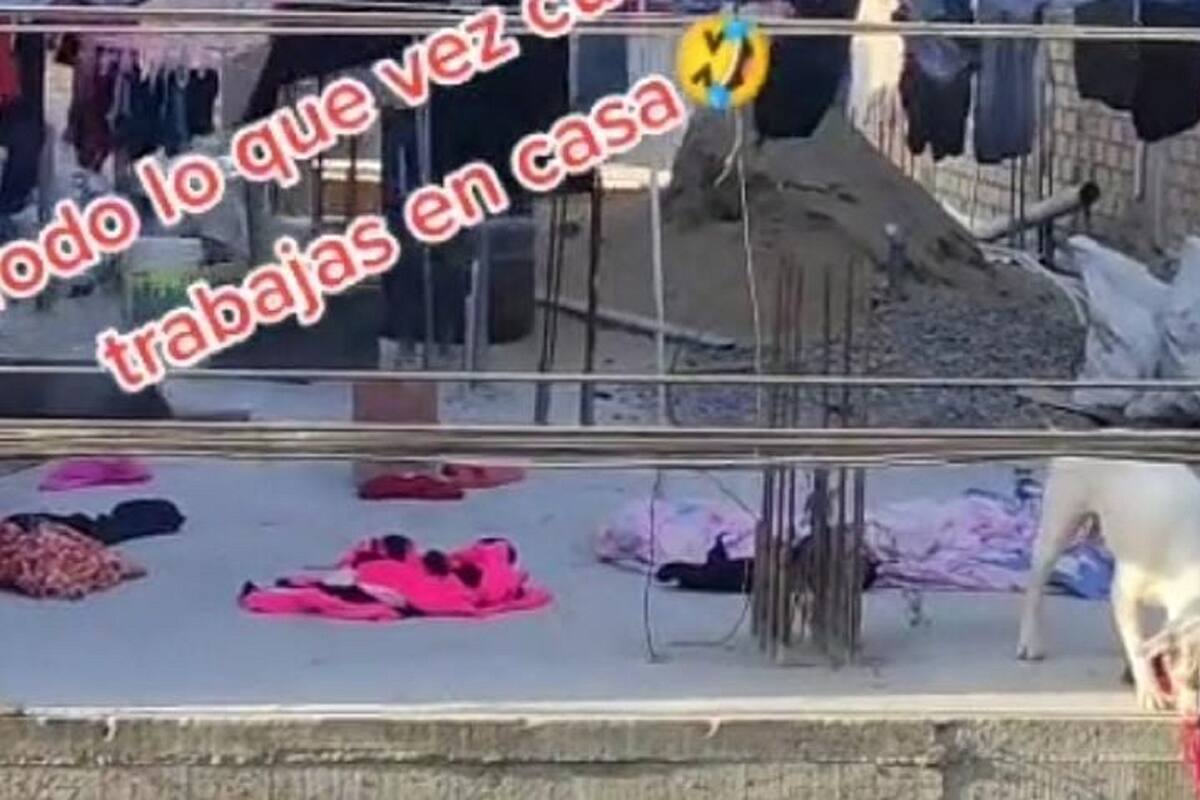 VIDEO VIRAL: Captan a perrito destendiendo la ropa de sus dueños