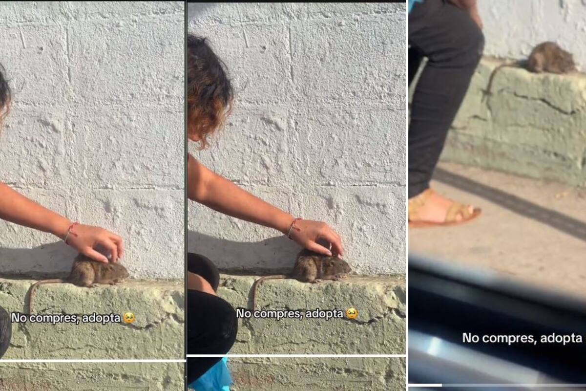 Joven acaricia a una rata callejera y se vuelve viral en TikTok