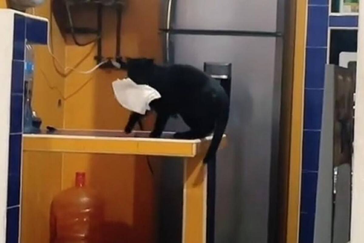 VIDEO VIRAL: Joven graba a su gatito llevándole servilletas