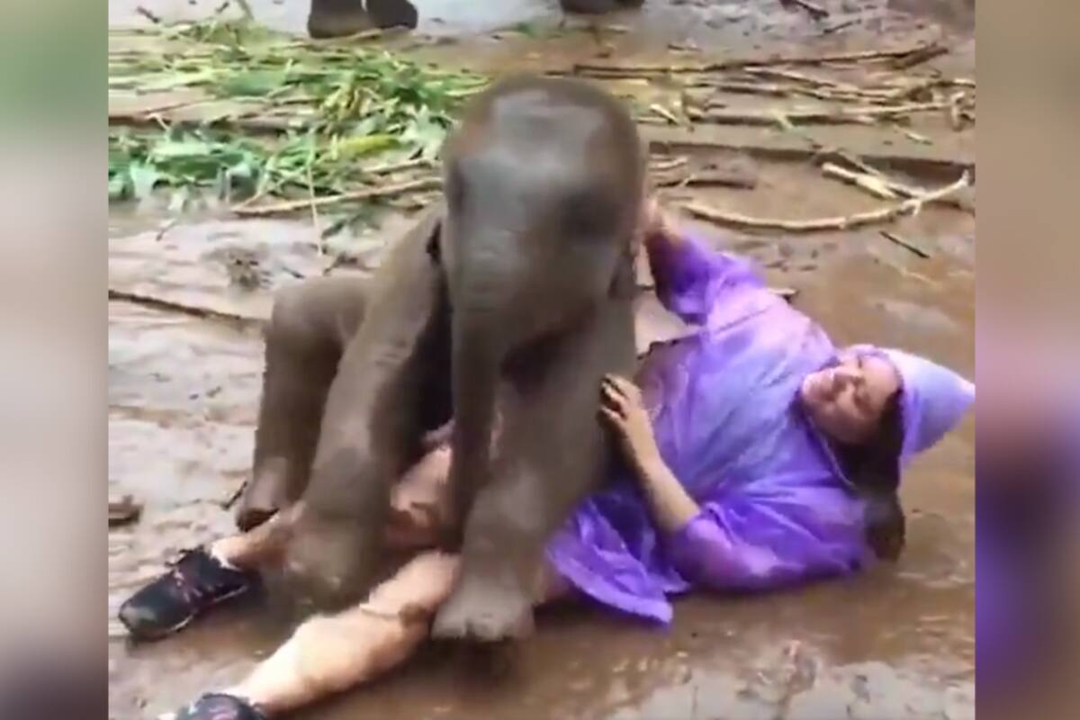 VÍDEO: ¡bebé elefante conmueve a los internautas al demostrarle su amor a una mujer!