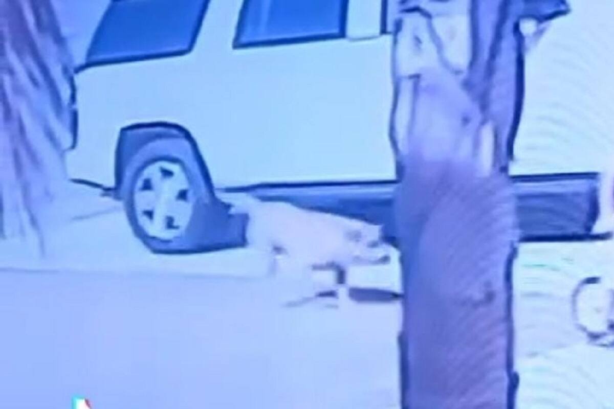 VIDEO VIRAL: Gatito salva a niño del ataque de un perro