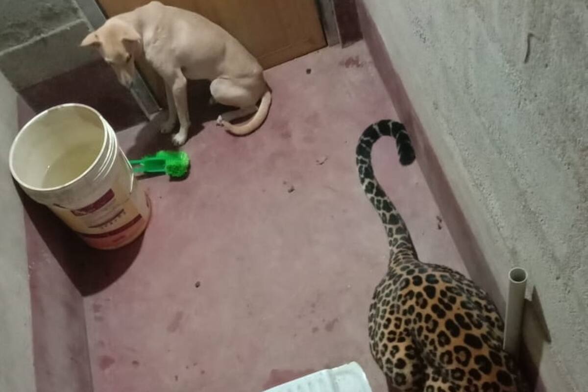 VIDEO: Leopardo persigue a perrito en la calle y terminan atrapados en un baño durante 5 horas