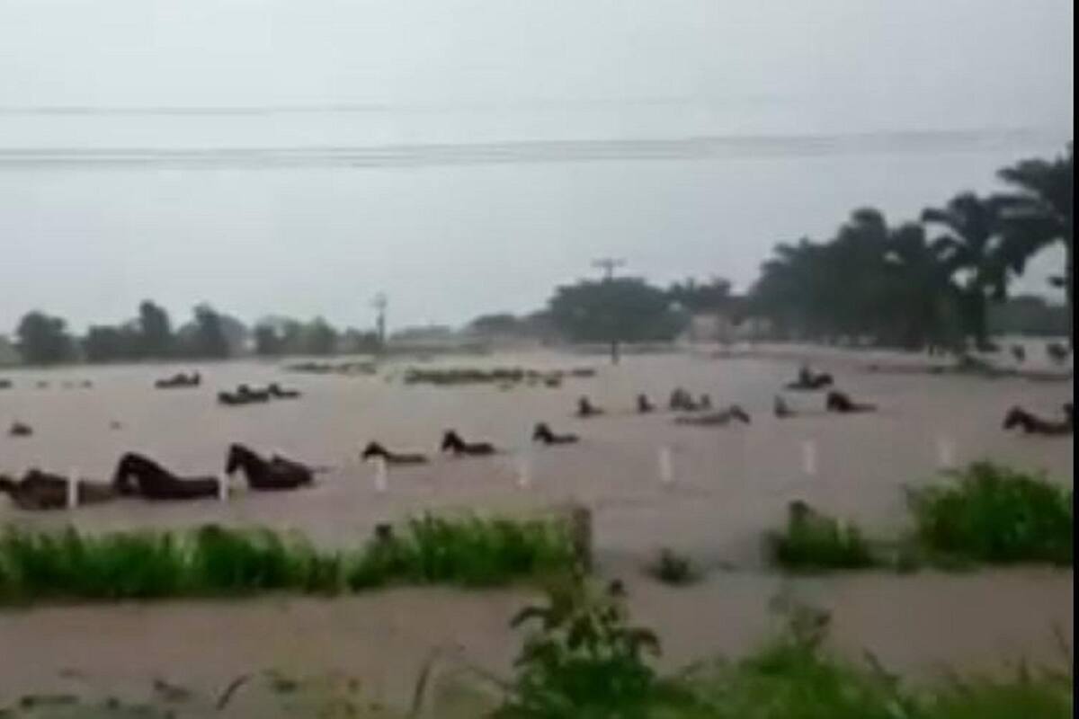 VIDEO VIRAL: Rescatan a varios caballos de morir ahogados por las lluvias