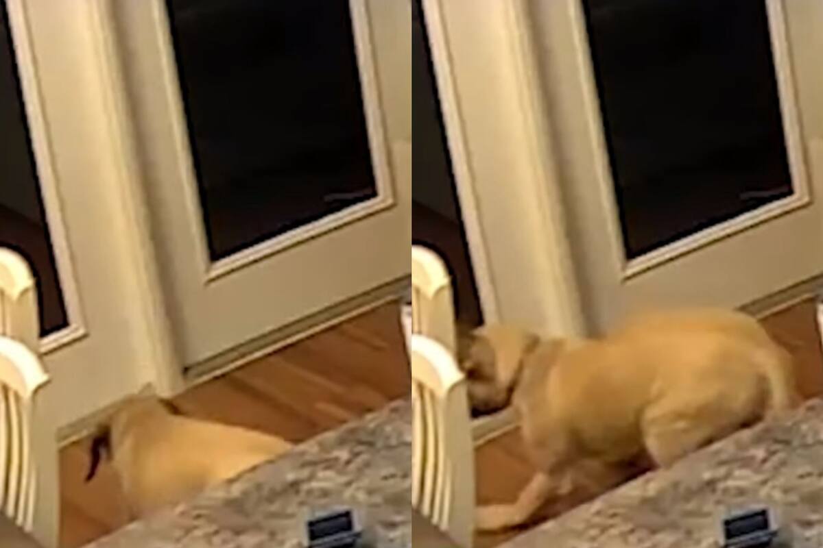 VIDEO: Perrito se asusta de su propio reflejo
